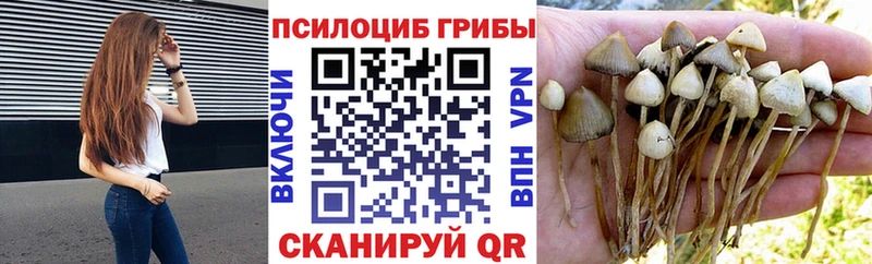 купить   Покров  Псилоцибиновые грибы Magic Shrooms 